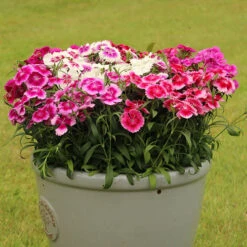 Dianthus Sweet William 'Gem' -Garden Bulbs Store 401164 3