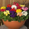 Polyanthus High Seas -Garden Bulbs Store 401166