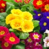 Primrose Harlequin -Garden Bulbs Store 401168