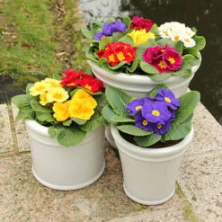Primrose Harlequin -Garden Bulbs Store 401168 1