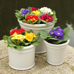 Primrose Harlequin -Garden Bulbs Store 401168 2