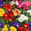 Primrose Rainbow 2 Primrose Rainbow -Garden Bulbs Store 401169