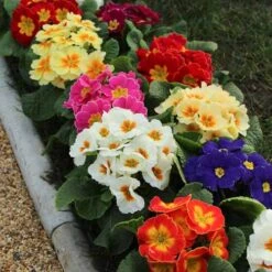 Primrose Rainbow -Garden Bulbs Store 401169 1