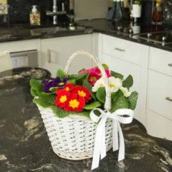 Primrose Rainbow -Garden Bulbs Store 401169 2