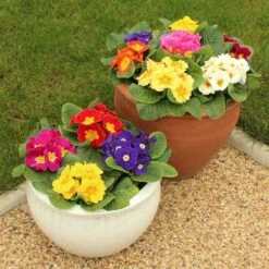 Primrose Rainbow -Garden Bulbs Store 401169 3