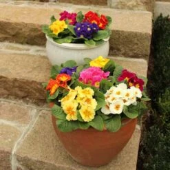 Primrose Rainbow -Garden Bulbs Store 401169 4