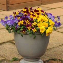 Pansy Cascadia XL Trailing -Garden Bulbs Store 401172 2