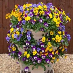 Pansy Cascadia XL Trailing -Garden Bulbs Store 401172 4