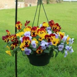 Pansy Cascadia XL Trailing -Garden Bulbs Store 401172 5