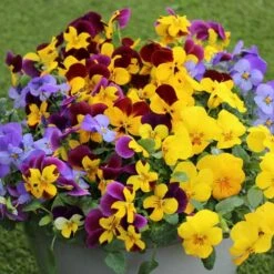 Pansy Cascadia XL Trailing -Garden Bulbs Store 401172 6