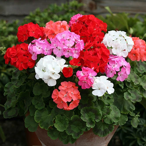 Geranium 'Parade' 3 Geranium 'Parade'