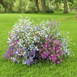 Lobelia Trail Away -Garden Bulbs Store 401345 1