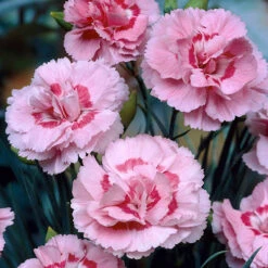 Pinks 'Baby Doris' 5 Pinks 'Baby Doris' -Garden Bulbs Store 401388 1