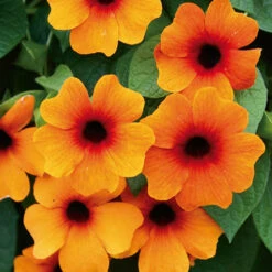 Thunbergia Sunny Mixed -Garden Bulbs Store 401394 4