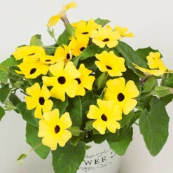 Thunbergia Sunny Mixed -Garden Bulbs Store 401394 6