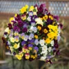 Trailing Hardy Pansy 'Fragrant Waterfall ' -Garden Bulbs Store 401455