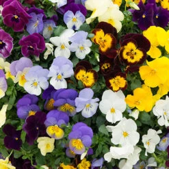 Trailing Hardy Pansy 'Fragrant Waterfall ' -Garden Bulbs Store 401455 1