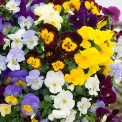 Trailing Hardy Pansy 'Fragrant Waterfall ' -Garden Bulbs Store 401455 2