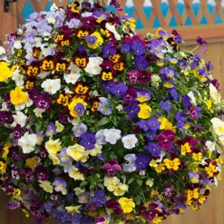 Trailing Hardy Pansy 'Fragrant Waterfall ' -Garden Bulbs Store 401455 3