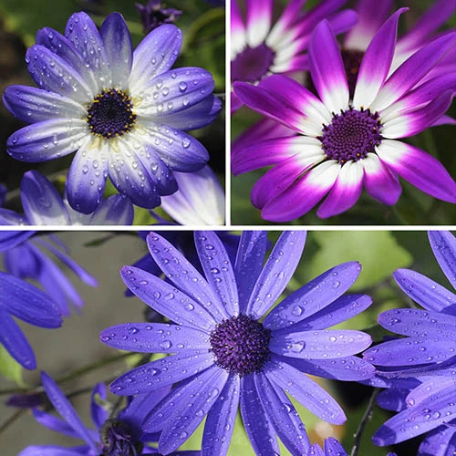Senetti Collection 3 Senetti Collection