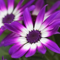 Senetti Collection 7 Senetti Collection -Garden Bulbs Store 401488 1