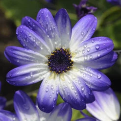 Senetti Collection 8 Senetti Collection -Garden Bulbs Store 401488 2