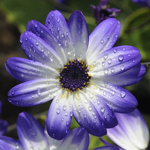 Senetti Collection 5 Senetti Collection - Image 3