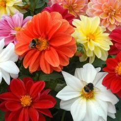 Dahlia 'Figaro Mix' -Garden Bulbs Store 410058 1
