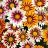 Gazania 'Tiger Stripes Mix' -Garden Bulbs Store 410060