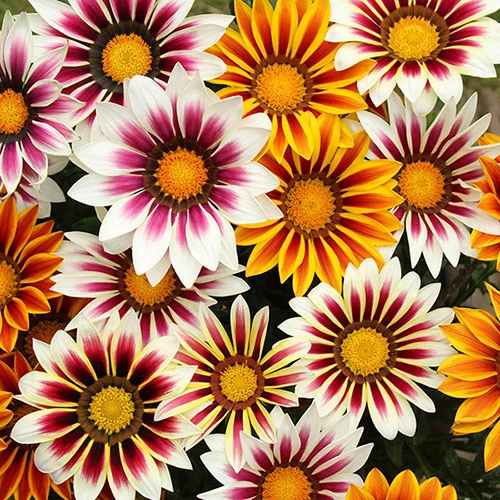 Gazania 'Tiger Stripes Mix' 3 Gazania 'Tiger Stripes Mix'
