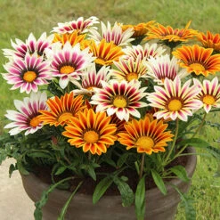 Gazania 'Tiger Stripes Mix' 7 Gazania 'Tiger Stripes Mix' -Garden Bulbs Store 410060 1