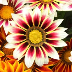 Gazania 'Tiger Stripes Mix' 8 Gazania 'Tiger Stripes Mix' -Garden Bulbs Store 410060 2