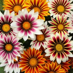 Gazania 'Tiger Stripes Mix' 9 Gazania 'Tiger Stripes Mix' -Garden Bulbs Store 410060 3