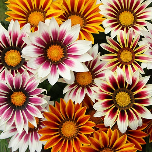 Gazania 'Tiger Stripes Mix' 6 Gazania 'Tiger Stripes Mix' - Image 4