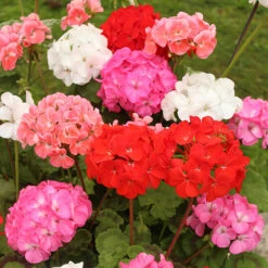 Geranium 'Cabaret Mix' -Garden Bulbs Store 410062 1