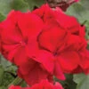 Geranium 'Ultimate Red' -Garden Bulbs Store 410064