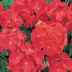 Geranium 'Ultimate Red' -Garden Bulbs Store 410064 2