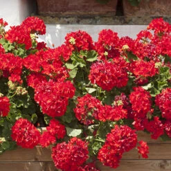 Geranium 'Ultimate Red' -Garden Bulbs Store 410064 3
