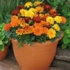 Marigold Durango Mix 2 Marigold Durango Mix -Garden Bulbs Store 410072