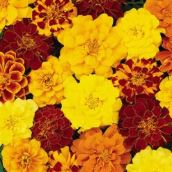 Marigold Durango Mix -Garden Bulbs Store 410072 2