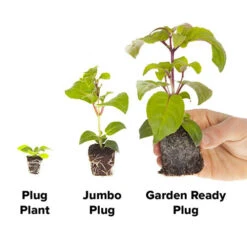 Marigold Durango Mix -Garden Bulbs Store 410072 3