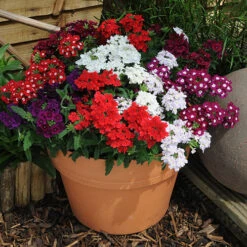 Verbena 'Quartz' Mix -Garden Bulbs Store 410076 3