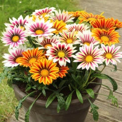 Warm Summer Glow Collection 7 Warm Summer Glow Collection -Garden Bulbs Store 410099 1