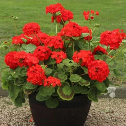 Warm Summer Glow Collection 8 Warm Summer Glow Collection -Garden Bulbs Store 410099 2