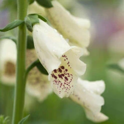 Foxglove Dalmatian Mix -Garden Bulbs Store 410119 2