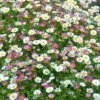 Erigeron Sea Of Blossom -Garden Bulbs Store 410120