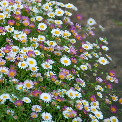 Erigeron Sea Of Blossom 4 Erigeron Sea Of Blossom - Image 2