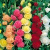 Hollyhock Chater Mix 1 Hollyhock Chater Mix -Garden Bulbs Store 410121