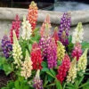 Lupin Gallery Mix 1 Lupin Gallery Mix -Garden Bulbs Store 410123