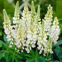 Lupin Gallery Mix -Garden Bulbs Store 410123 3